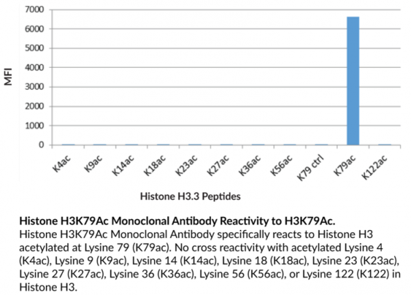 Anti-Histone H3K79Ac Monoclonal Antibody (RM156)