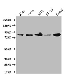 Anti-FURIN Recombinant Monoclonal, clone 1C3