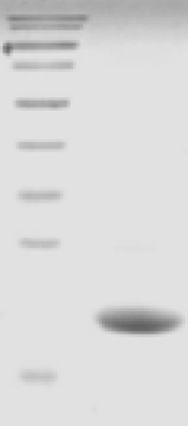 Recombinant Human UbE2G2