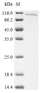 Protein kinase C-binding protein NELL1 (Nell1), recombinant rat