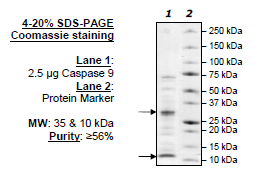 Caspase-9, human recombinant protein, C-terminal His-tag