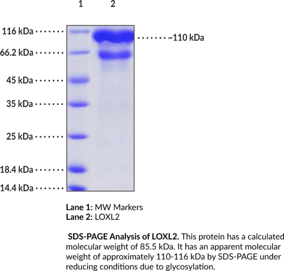 LOXL2 (human, recombinant)