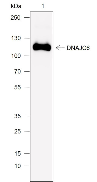 Anti-Recombinant DNAJC6, clone A774