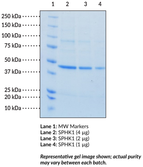 Sphingosine Kinase 1 (human, recombinant)