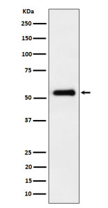 Anti-PEPD / Peptidase D, clone 30P28