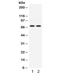 Anti-EIF2AK2 / PRKR / PKR