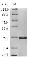 Non-specific lipid-transfer protein (MALD3), Malus domestica, recombinant