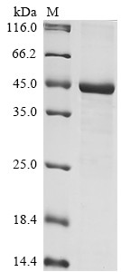 Carboxypeptidase E (CPE), partial, human, recombinant