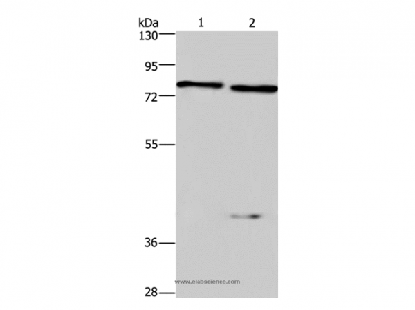 Anti-COL4A3BP
