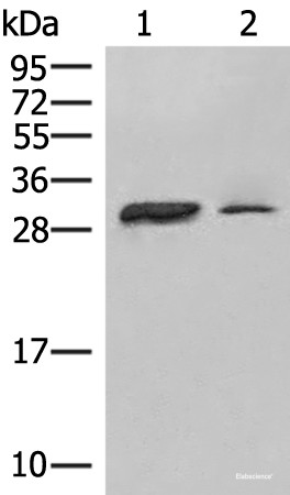 Anti-HLA-DPA1