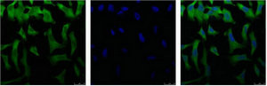 Anti-EIF4A1 Monoclonal