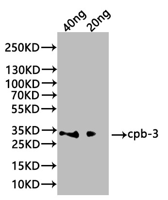 Anti-cpb-3