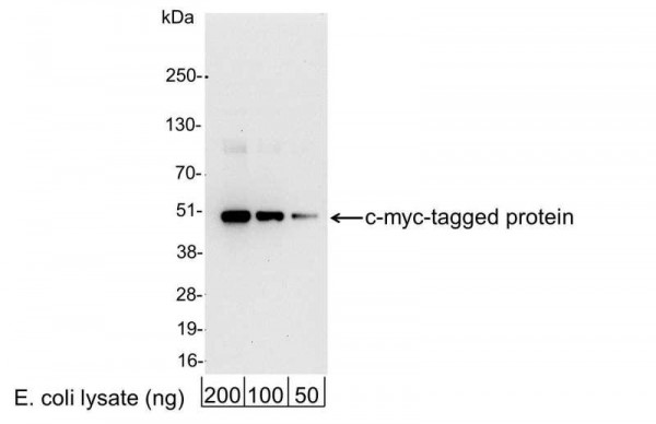 Anti-c-myc, HRP conjugated