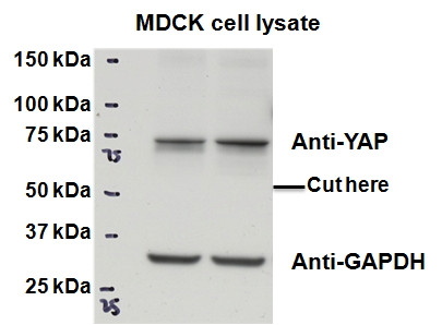 Anti-YAP1, Internal