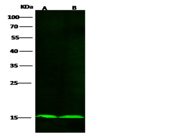 Anti-COX5B Monoclonal Recombinant Antibody