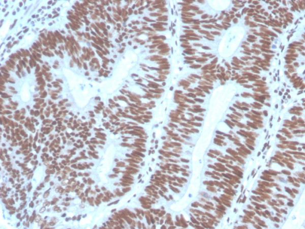 Anti-PAX2 (Renal Cell &amp; Ovarian Carcinoma Marker) (PAX2/1104), CF488A conjugate, 0.1mg/mL