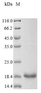 Group 10 secretory phospholipase A2 (Pla2g10), mouse, recombinant