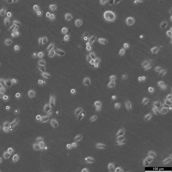 ME-180 Cells