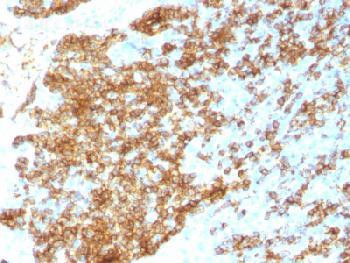 Anti-CD45RB (B-Cell Marker) (clone: PTPRC/1783R) (recombinant rabbit monoclonal)