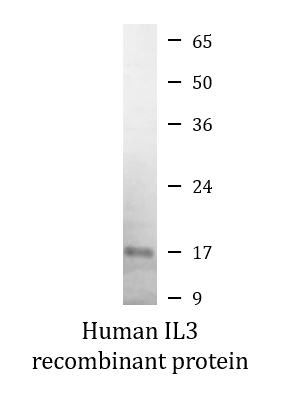 Human IL3 recombinant protein (Active)