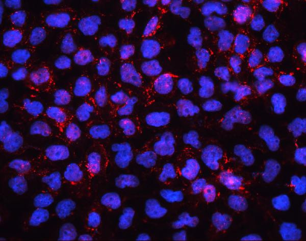Anti-EHD1
