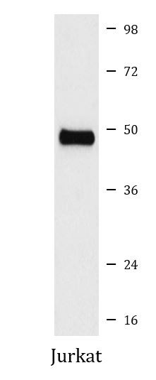Anti-phospho-CDC37 (Ser13)