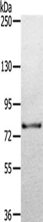 Anti-TGM7