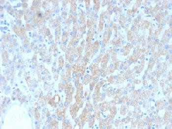 Anti-HSP60 (Heat Shock Protein 60) (Mitochondrial Marker) Recombinant Mouse Monoclonal Antibody (clo
