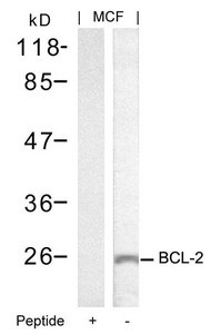 Anti-BCL2 (Ab-70)