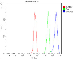 Anti-SNAP25 / Synaptosomal-associated protein 25