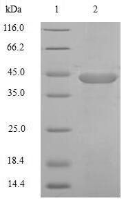 Probetacellulin [Cleaved into: Betacellulin protein (BTC), human, recombinant