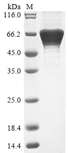 E3 ubiquitin-protein ligase pellino homolog 1 (PELI1), human, recombinant