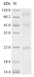 CDP-diacylglycerol--glycerol-3-phosphate 3-phosphatidyltransferase (pgsA), recombinant Staphylococcu
