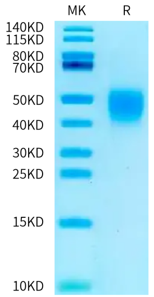 Rat CD28 Protein