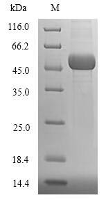 Ubiquitin-conjugating enzyme E2 Q2 (UBE2Q2), human, recombinant