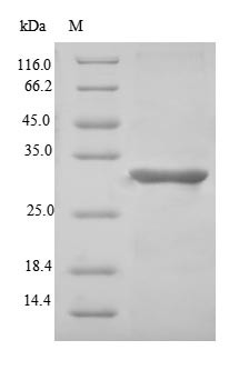 Microfibrillar-associated protein 5 (MFAP5), human, recombinant