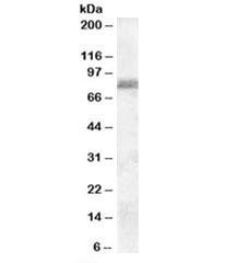 Anti-ZRANB1