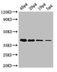 Anti-rbsK, HRP conjugated