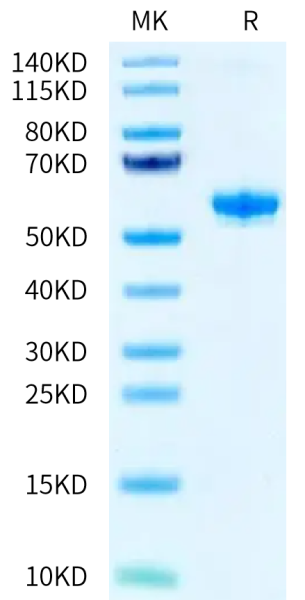Human BTN3A2 Protein