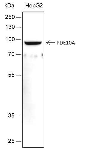 Anti-Recombinant PDE10A, clone A437