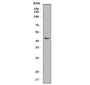 Anti-SCRN2 / Secernin-2