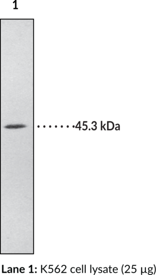 Anti-Hepsin (aa 241-260)