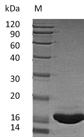 Kit ligand (KITLG), partial (Active), human, recombinant