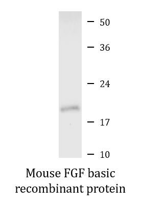 Mouse FGF basic recombinant protein (Active)