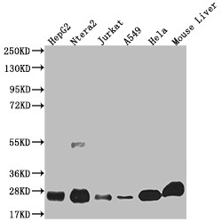 Anti-NQO2 Recombinant Monoclonal, clone 8E12