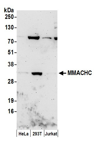 Anti-MMACHC