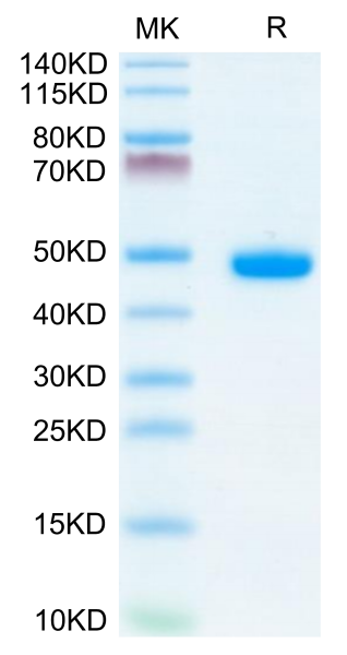 Mouse AGER Protein