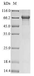 MICOS complex subunit Mic60 (Immt), partial, rat, recombinant