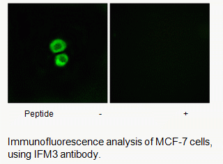 Anti-IFM3