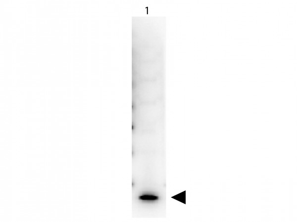 Streptavidin Peroxidase (HRP) conjugated